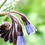 blossoming snail