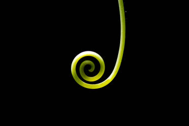 Green swirl by stripedturtle-neck