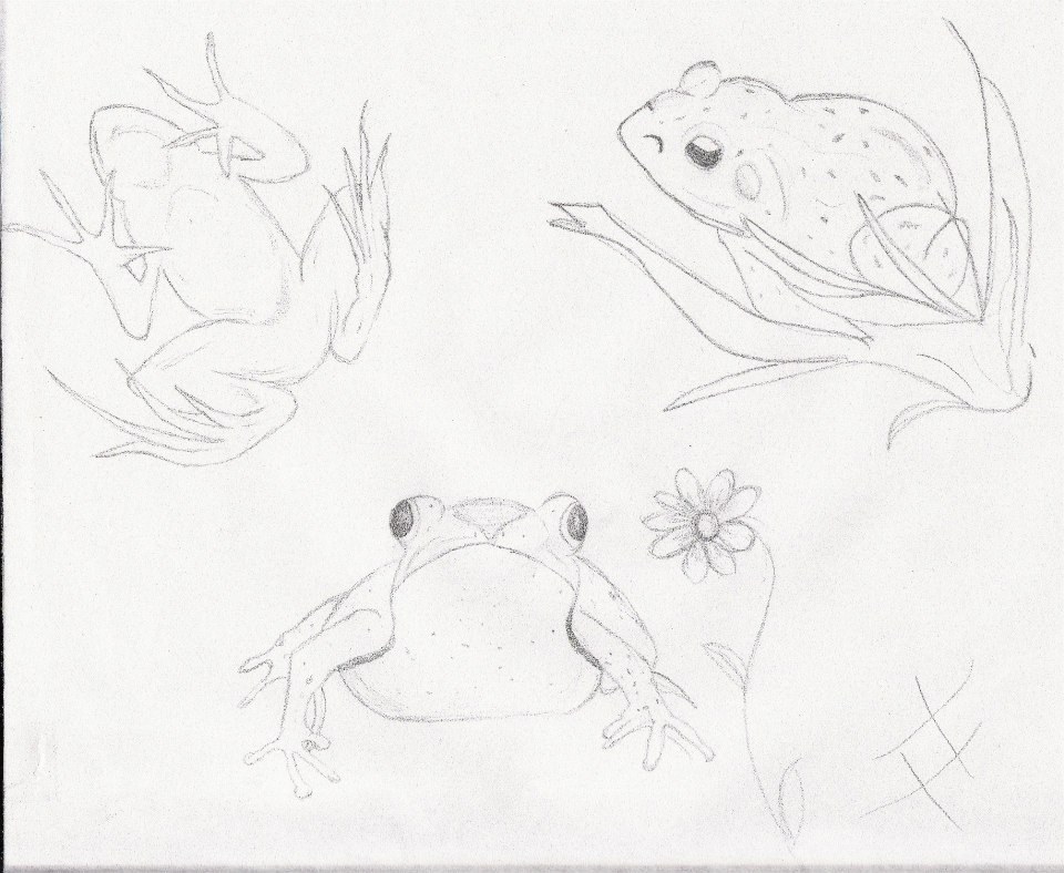 Frogs Are My Favorite!