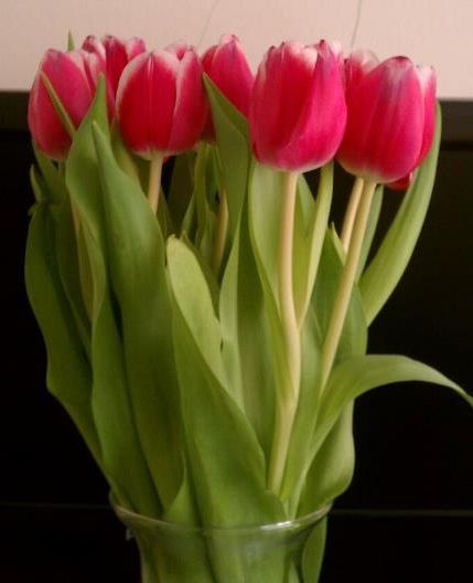 Tulips