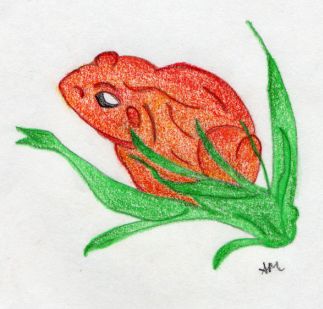 orange frog