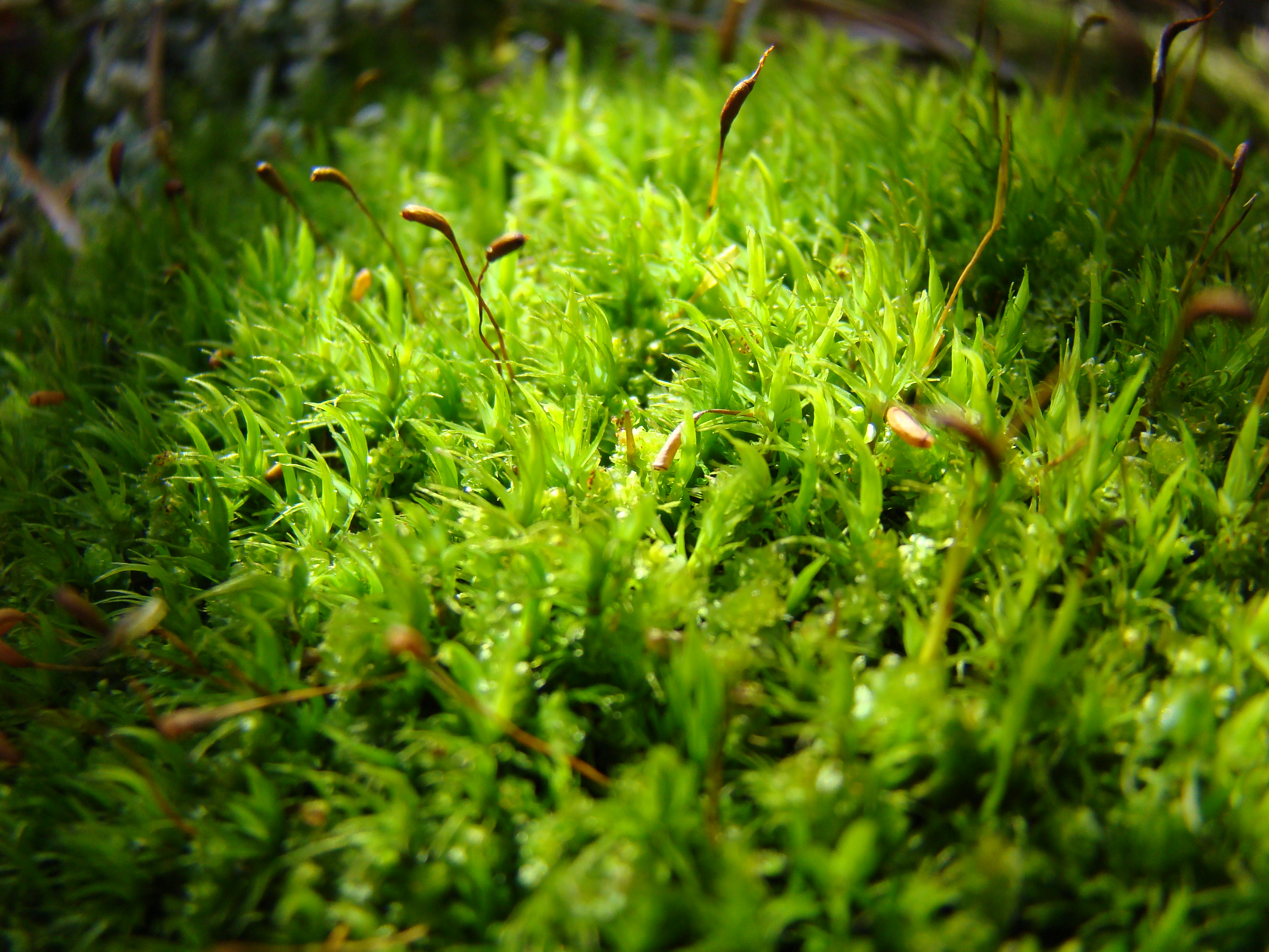 Moss at Wild Basin