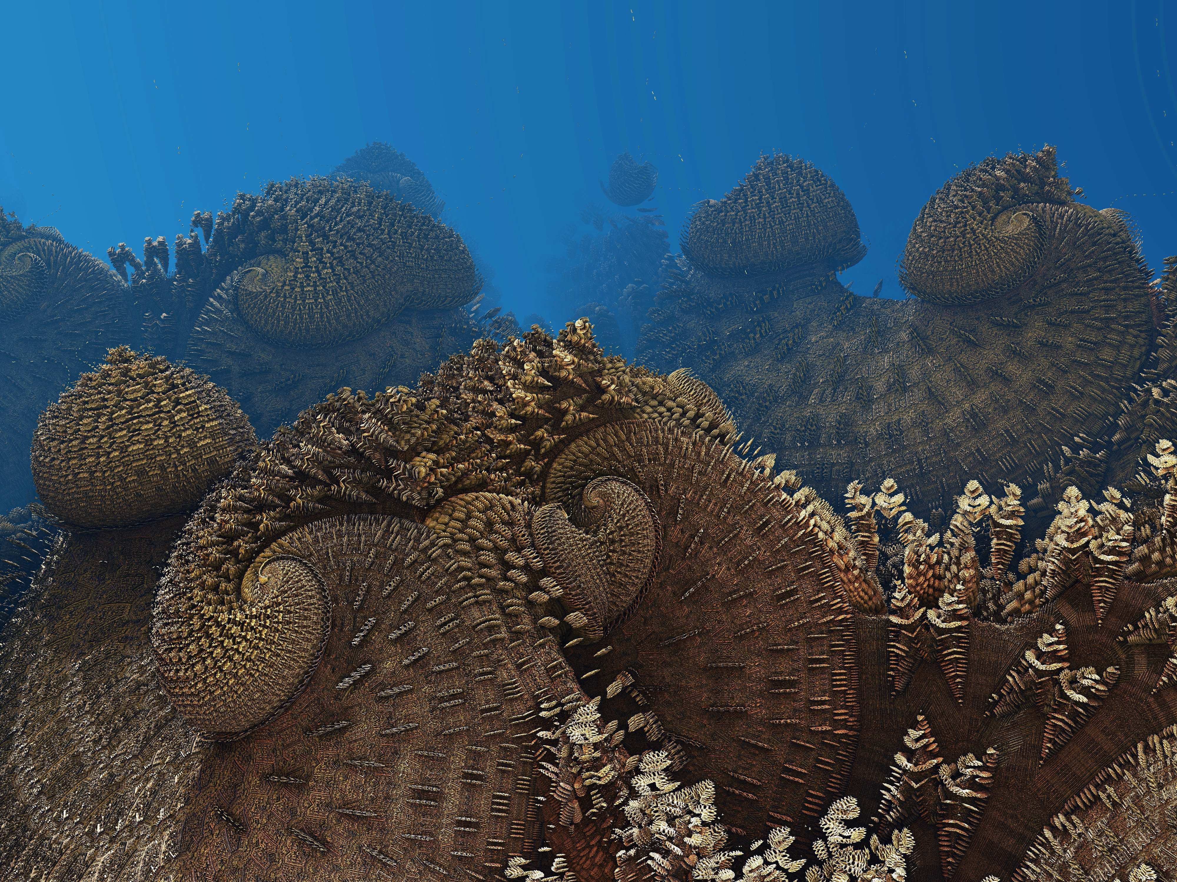 Corals morphology