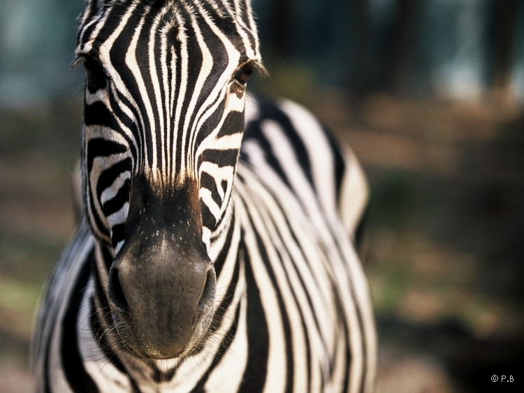 Equus burchelli