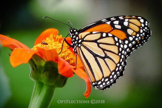 Monarch Butterfly