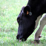 Cow 4 - 10-07-06