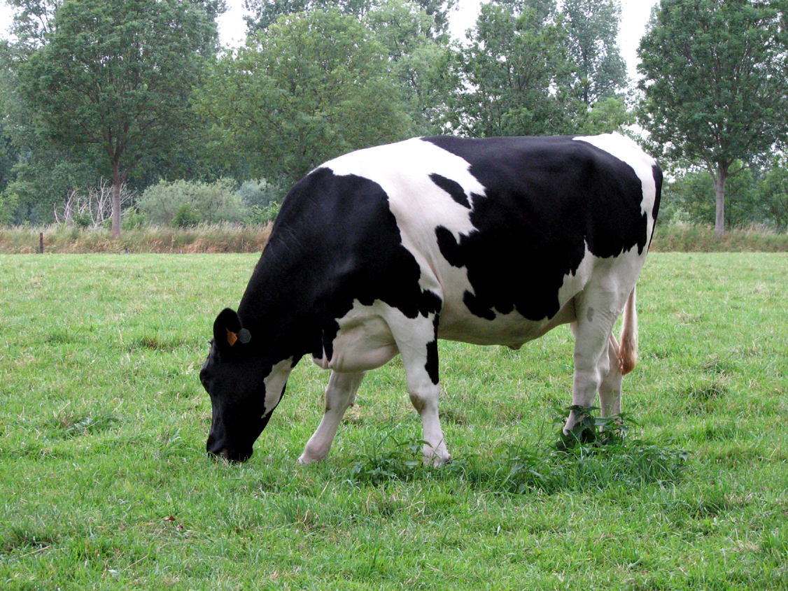 Cow 5 - 10-07-06