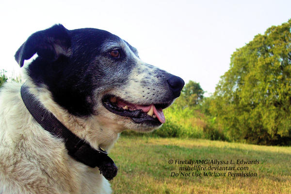 Profile of a Lucky Dog