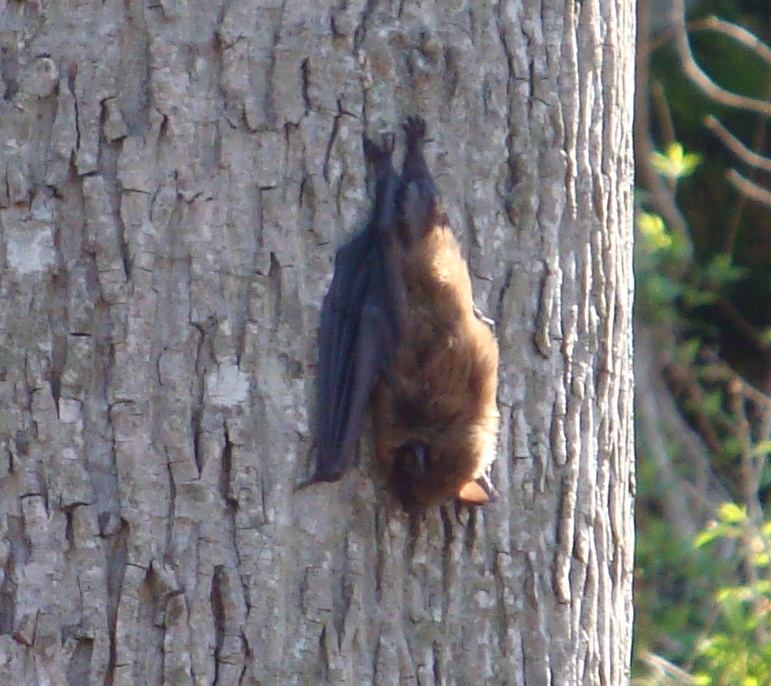 Layin' Like a Bat in the Sun