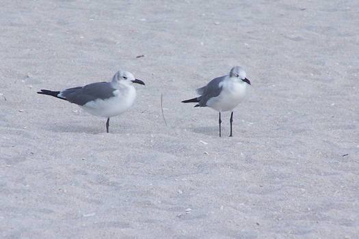 Seagulls