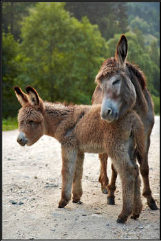 Mother donkey love