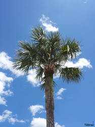 palm tree