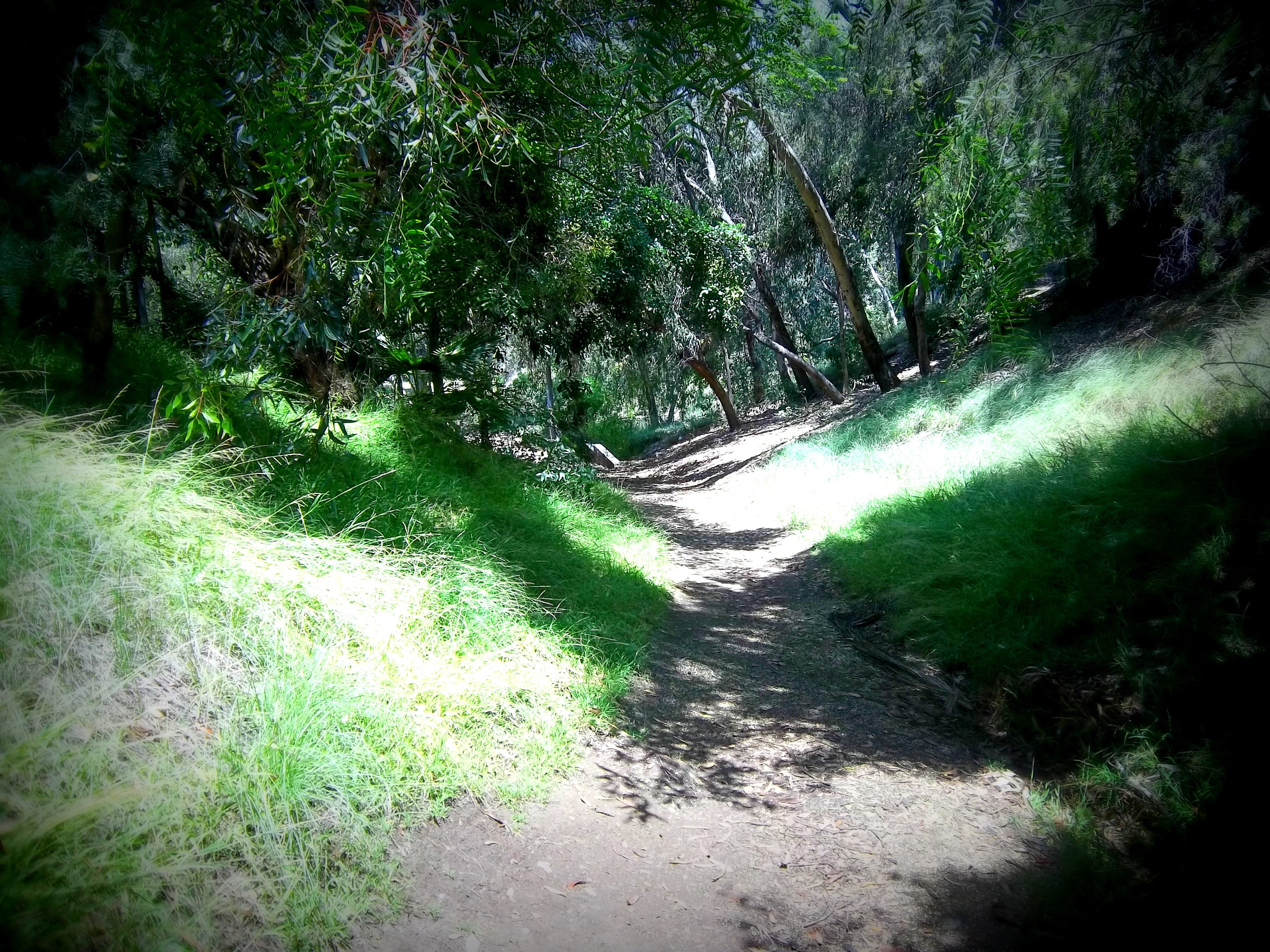 Forest Path