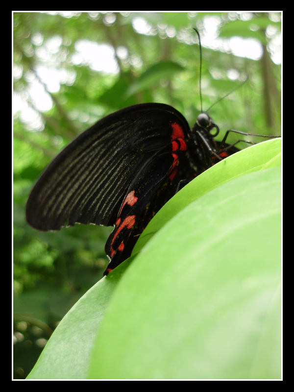 Imposing butterfly