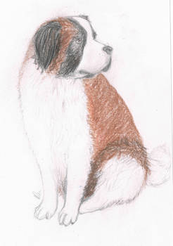 St.Bernard dog