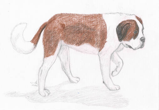 St.Bernard dog 3