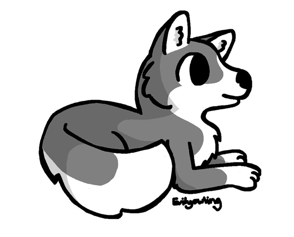 Grey Husky