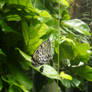 hanging butterfly