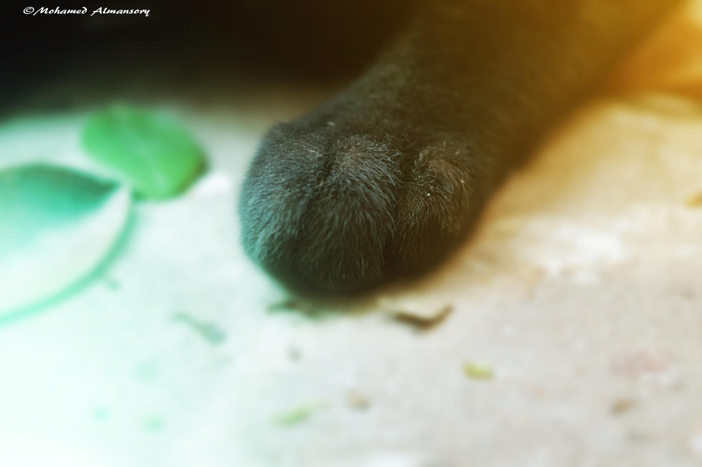 paw