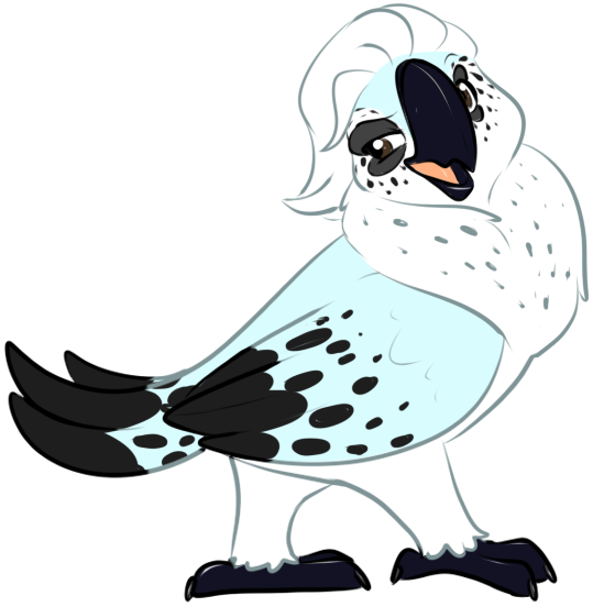 COCKatoo