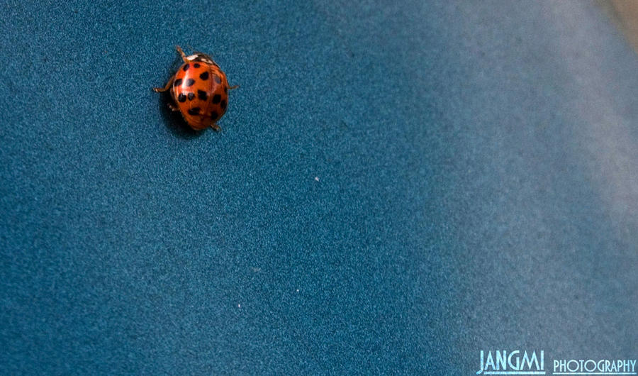 Model Lettybug Ladybug by Leny10 on DeviantArt