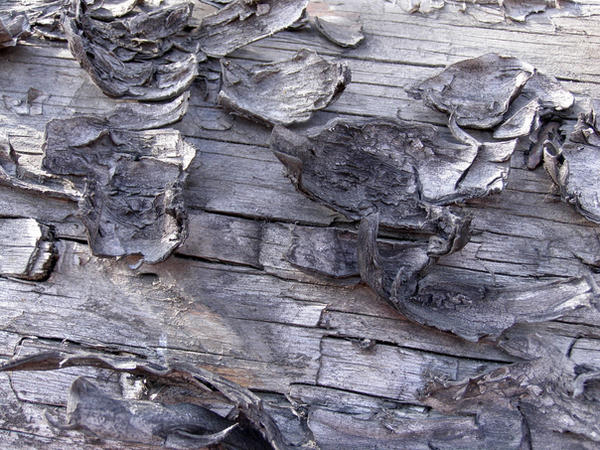 Wood texture 005