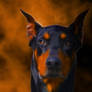 Doberman