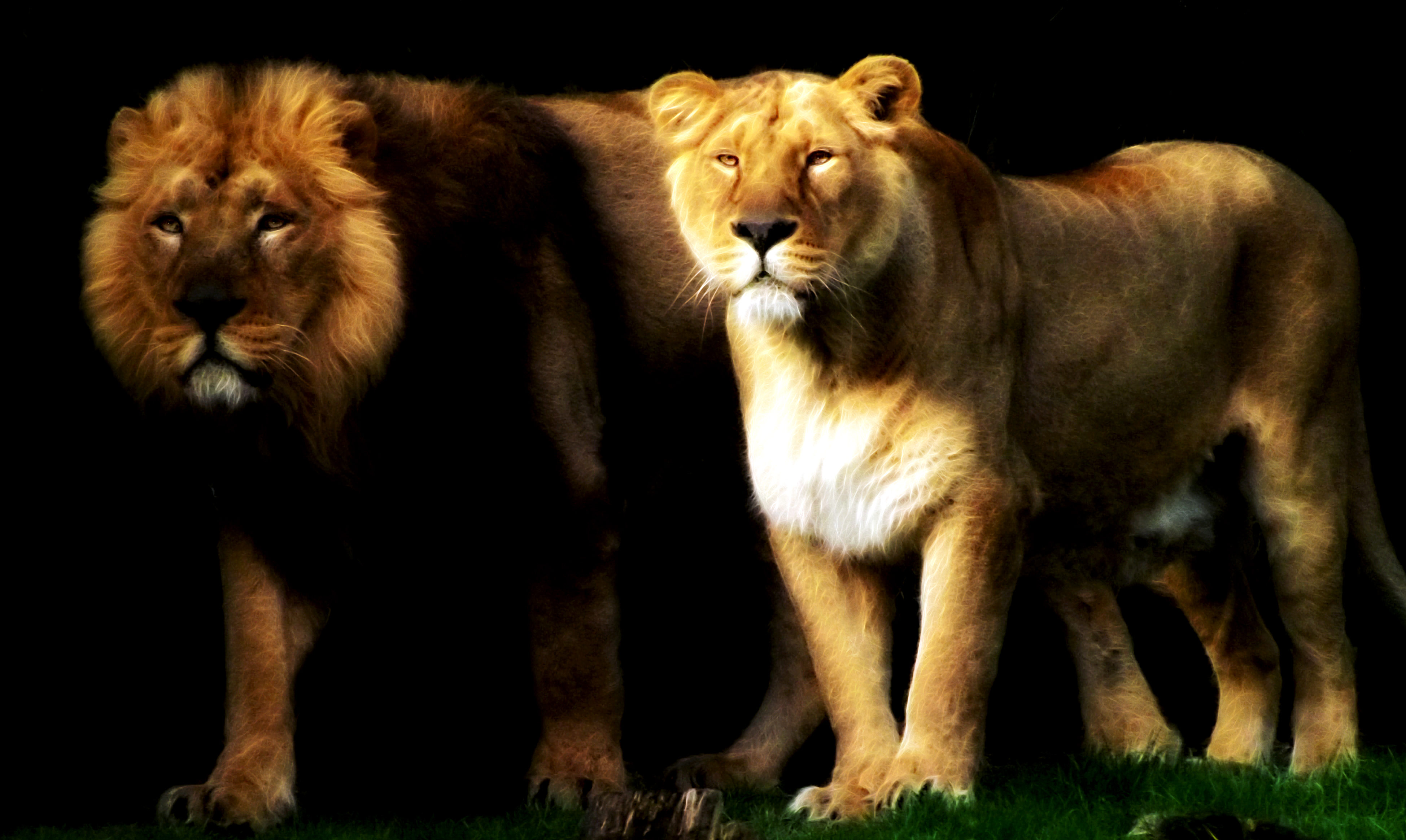 The Lions