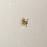 Jumping spider 1