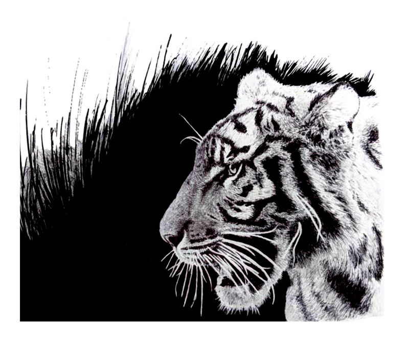 Inked Tiger By Commint On DeviantArt
