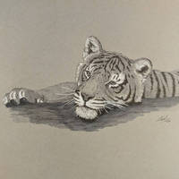 Tiger cub relaxing