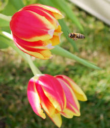 Tulip wasp