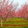 Pink Orchard