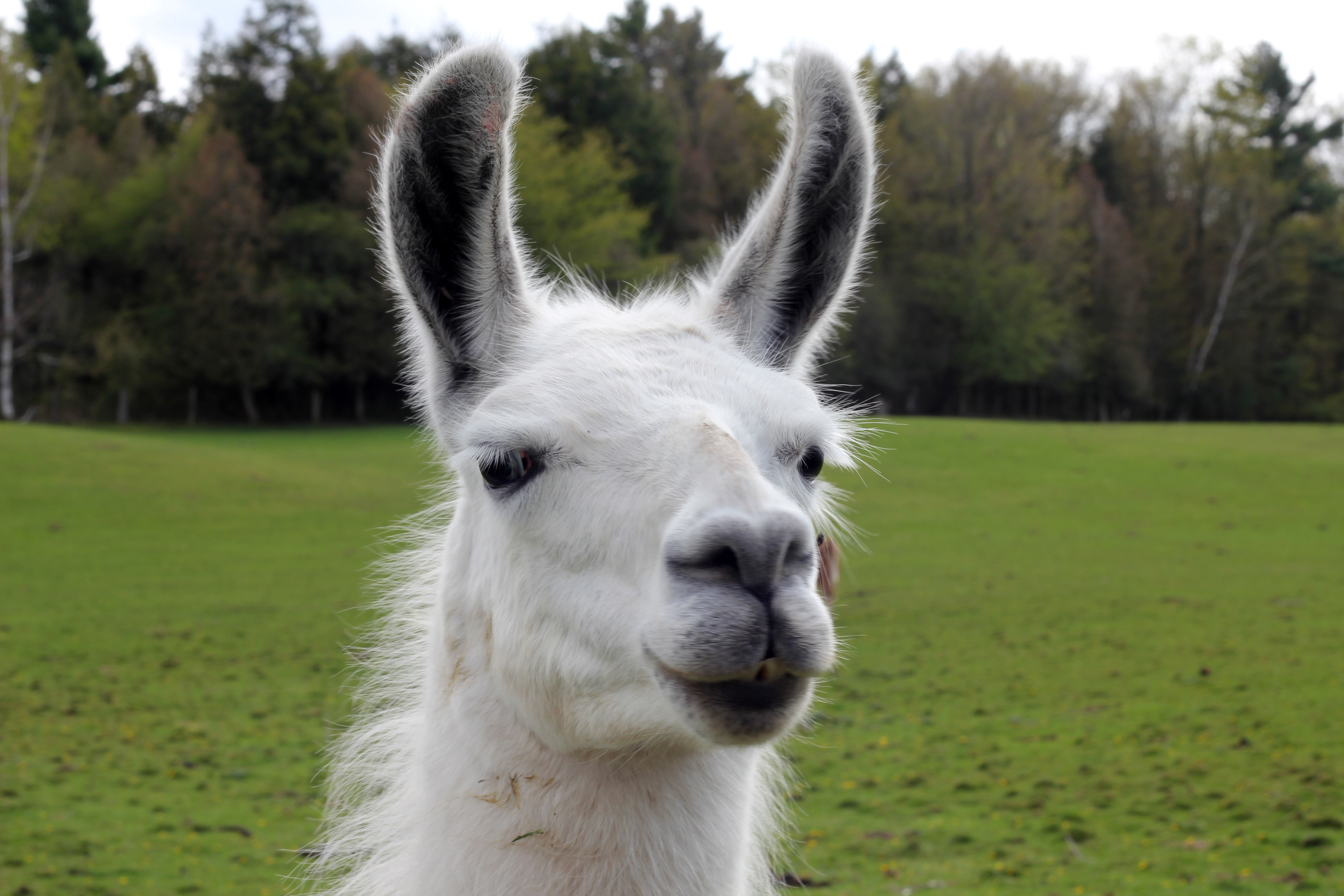 llama