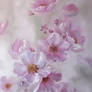 Cherry Blossom/ oil painting