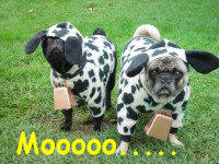 2 pugs in cow costumes