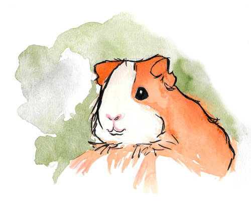 Guinea Pig No. 8