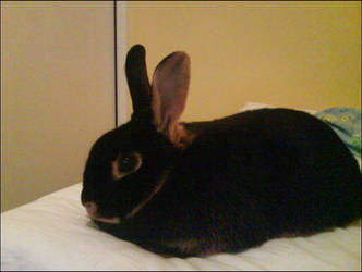 My Rabbit