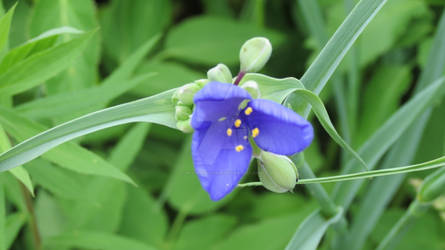 Pretty purple flower