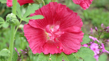 Pretty Pink Flower