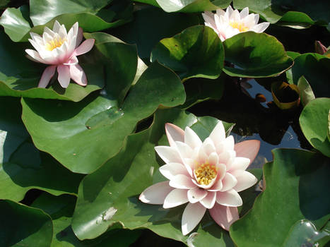 Lilies in the lake