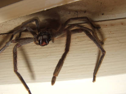 HUNTSMAN SPIDER - close up #2