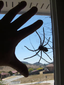 HUNTSMAN SPIDER - #3 - hand comparrison