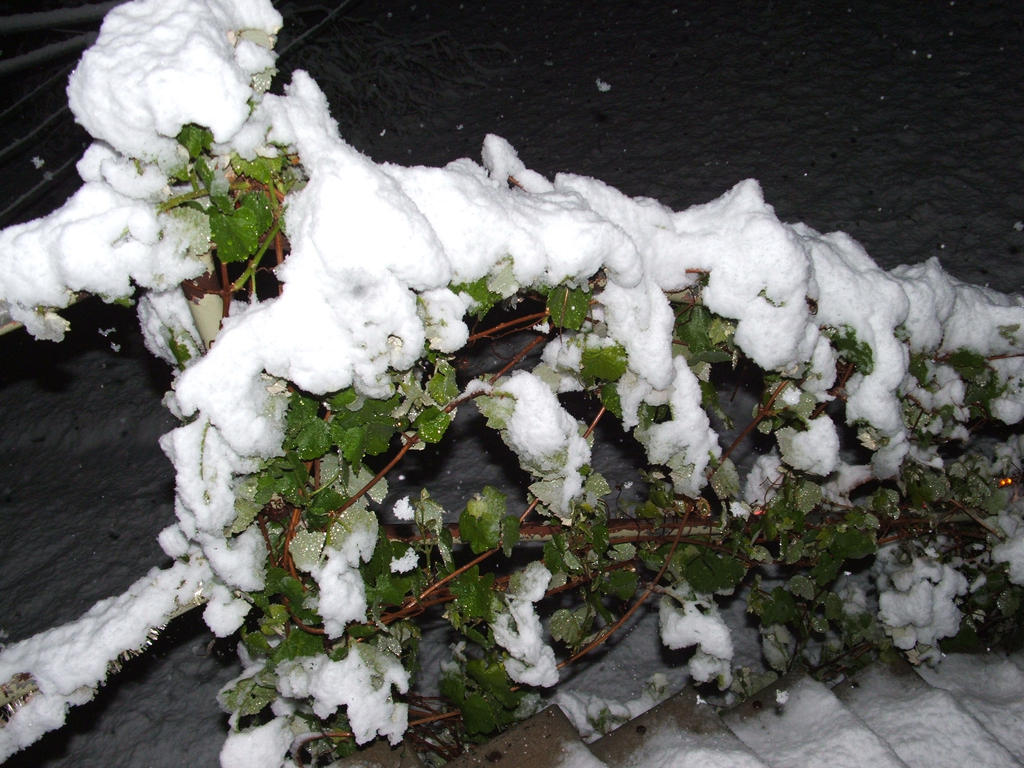 Snow in Lithgow 2014 #6