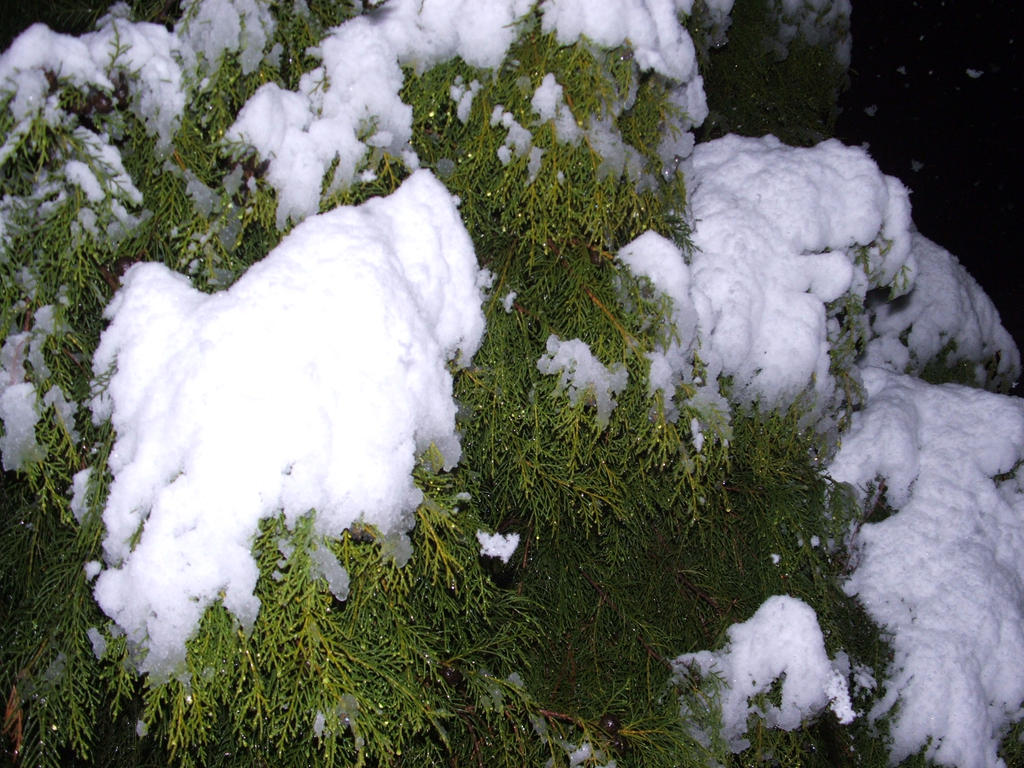 Snow in Lithgow 2014 #10