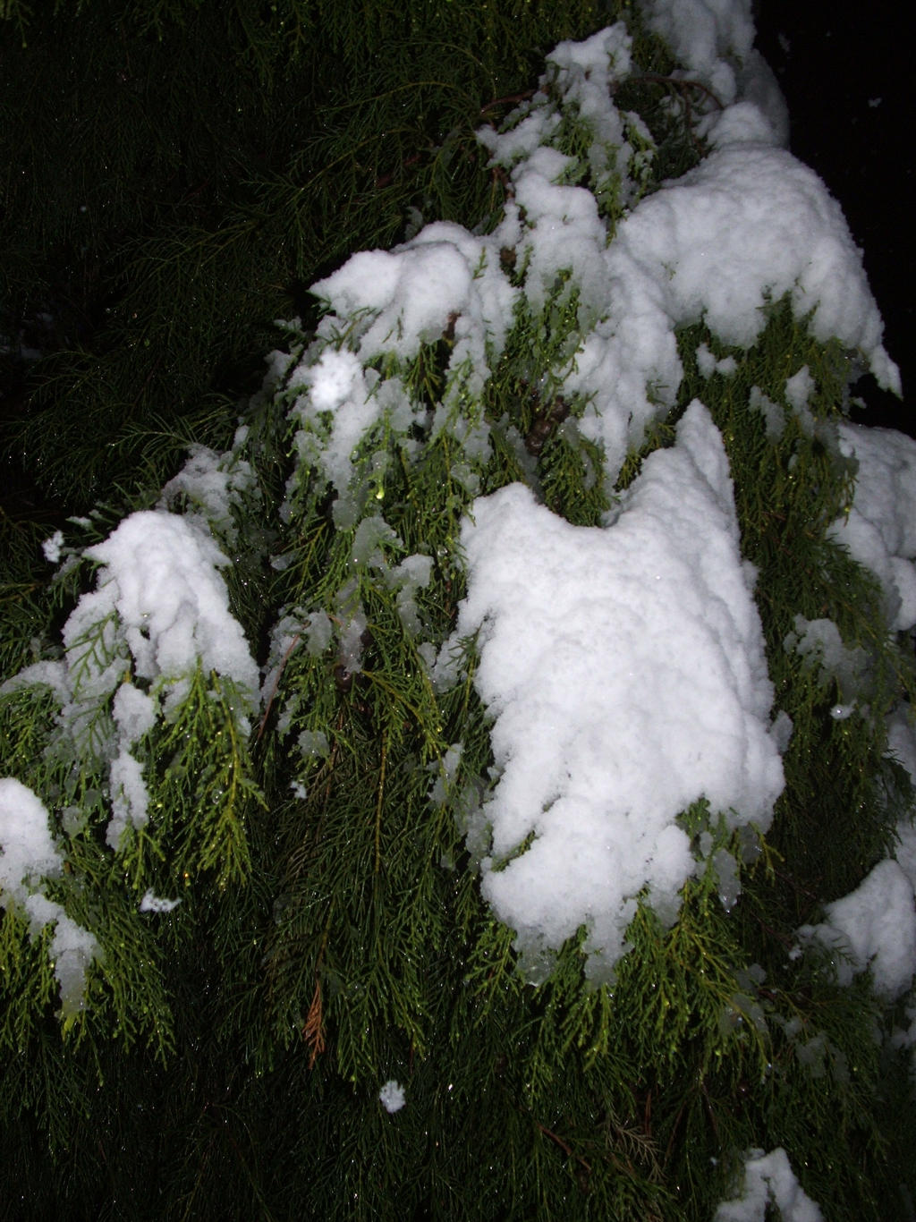 Snow in Lithgow 2014 #13