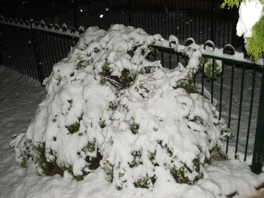 Snow in Lithgow 2014 #14