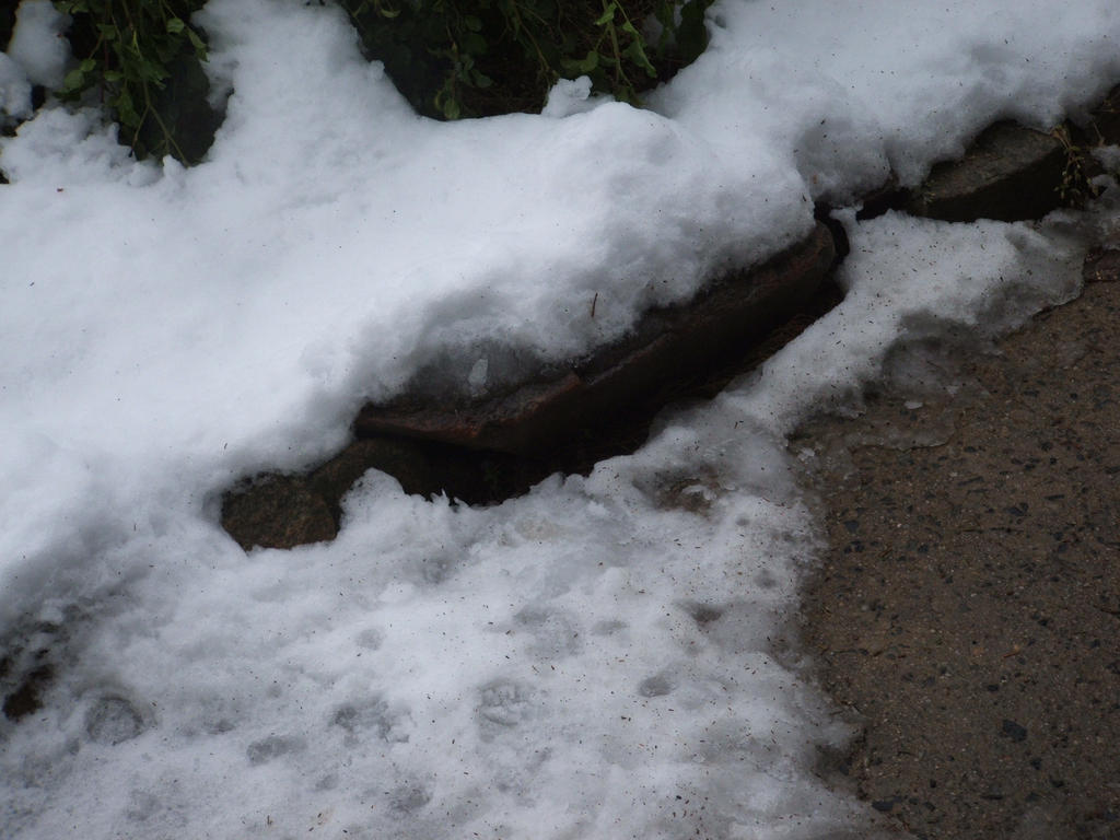 Snow in Lithgow 2014 #40