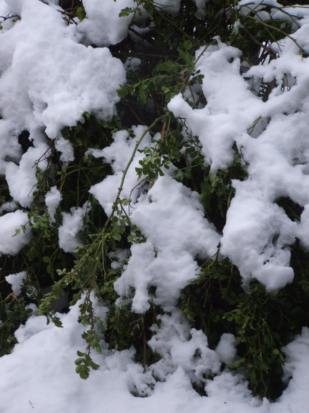 Snow in Lithgow 2014 #41