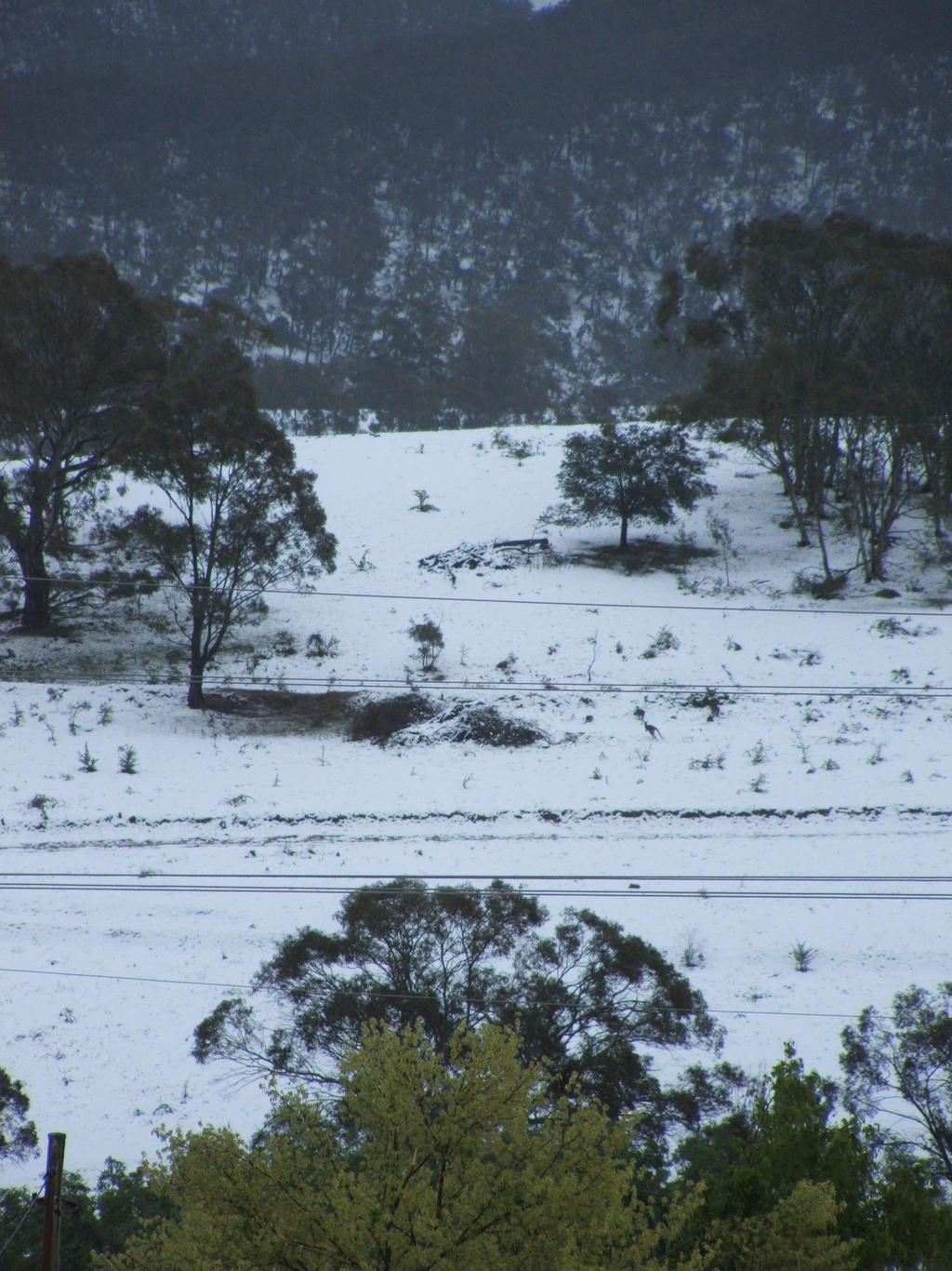 Snow in Lithgow 2014 #55